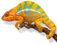 kameleon